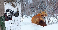 This 'Ultimate' Camera Trap Features a Sony 200-600mm Lens | PetaPixel
