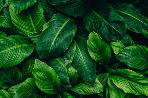 Natural Background Green Leaves For Outdoorsy Visuals