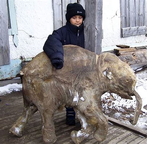 Teenage Woolly Mammoth With Soft Tissues Intact Found On Yamal Peninsula