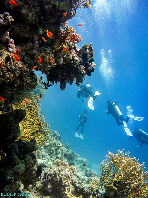 Scuba Diving the Red Sea in Sharm el-Sheikh Egypt | Aloof Nerd