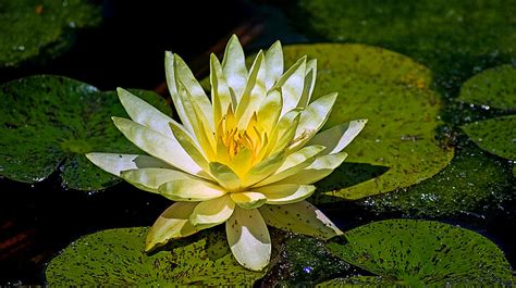 Yellow Water Lily Photograph By Brian Kerls