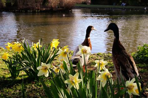 Long Boi Is Missing Fears For Yorks Most Famous Duck Not Seen For