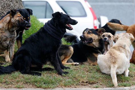 Vecinos Denuncian Envenenamiento De Perros En Toma De Antofagasta