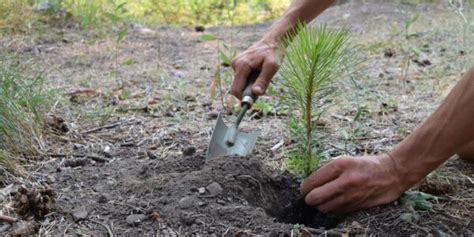 30 Things You Should Know About Tree Planting National Forest Foundation