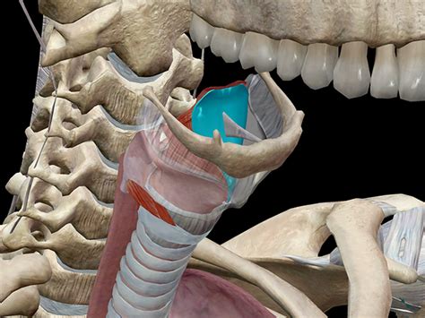 Anatomy And Physiology Phonation And The Larynx