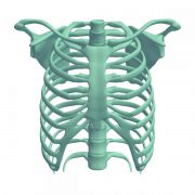 Rib Cage Transparent PNG All