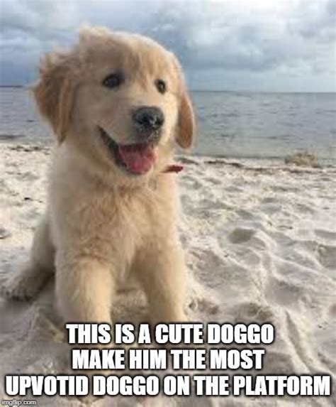 Cute Doggo Imgflip