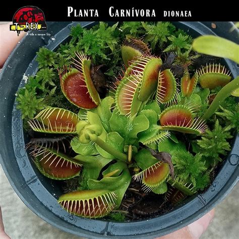 Compre Agora Uma Muda De Planta Carnívora Dionaea Muscipula Típica