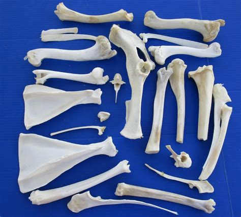 4 Pounds Of Assorted Whitetail Deer Bones Leg Bones Vertebrae Rib Leg