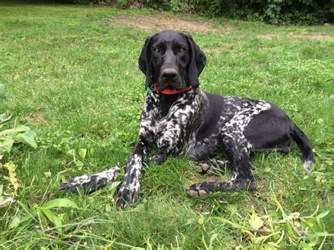 There became a need for a dog capable of serving multiply roles in the field. 34 best Black German short haired pointers images on ...