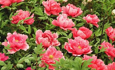 The deep green foliage and vividly colored flowers makes for a great sight in a garden. Seasonal Gardening - May in the Flower Garden