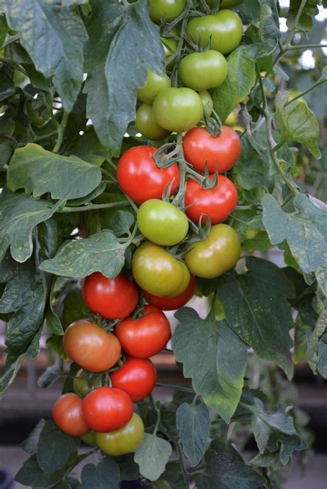 Crimson Crush The First Fully Blight Resistant Tomato Suttons