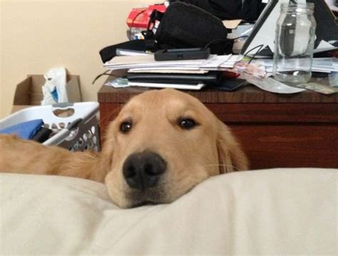 10 Dogs Who Just Want To Say Good Morning I Love You