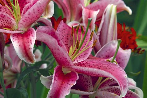 100 Flower In 2019 076 Star Gazer Lily The Blooming Season Flickr