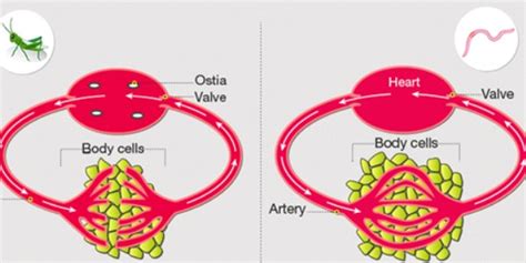Diferencias Entre El Sistema Circulatorio Abierto Y Cerrado Esta Images And Photos Finder