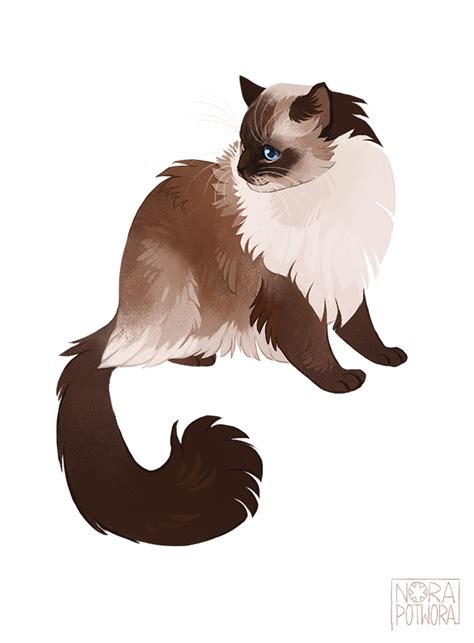 Ragdoll Cat Drawing At Explore Collection Of