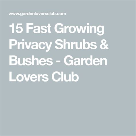 15 Fast Growing Privacy Shrubs And Bushes Garden Lovers Club Fast