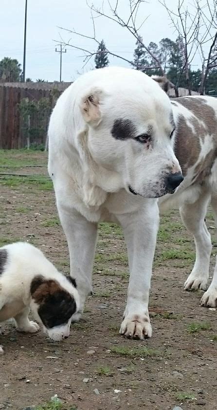 Central asian shepherd (alabai) / dog breed. alabaica | OUR MALES | Alabai dog, Dog breeds, Large dog ...