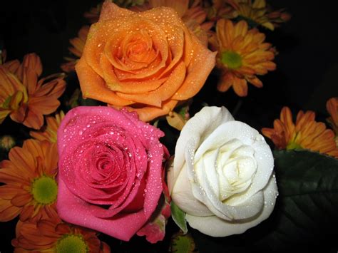 اجمل انواع الورود احلى ارق الورود افضل جديد