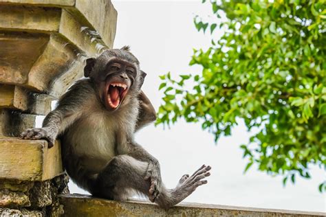 Las Fotos De Animales Más Graciosas De 2020