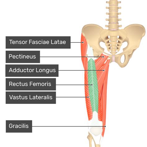 Quadriceps Femoris Muscle Quadriceps Femur Knee Joint Vrogue Co