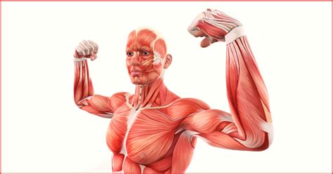 Muscle Anatomy Quiz Quiz