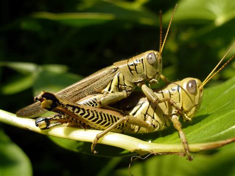 Filegrasshopper At Mgsp Wikimedia Commons