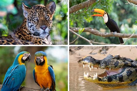 Top 145 Brazil Animals Names