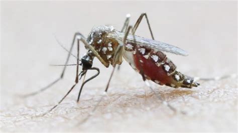 florida gov declares state of emergency in counties with zika virus abc news