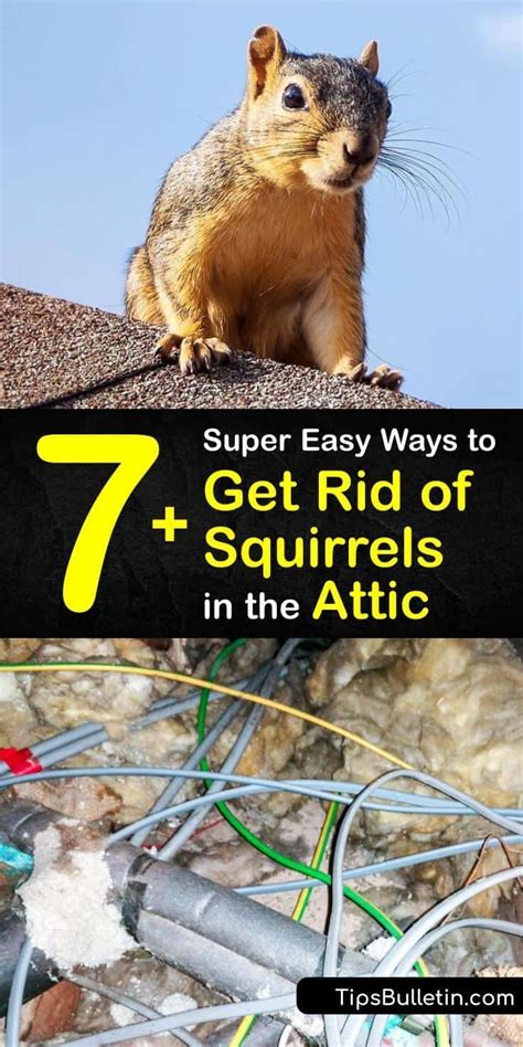 7 Super Easy Ways To Get Rid Of Squirrels In The Attic In 2021 Get