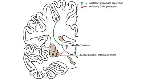 Basal Ganglia Introduction To Neuroscience