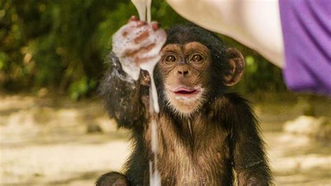 Small Chimpanzee Campestre Al Gov Br