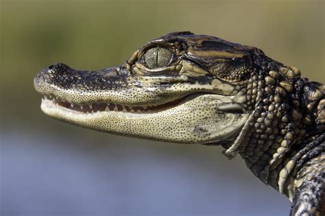 Baby Alligator Bayou Near Lafitte Louisiana Bill Kraus Flickr