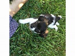 Papillon Puppies For Sale Iowa On Craigslist | semashow.com