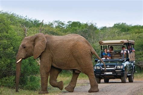 tripadvisor richards bay shore excursion hluhluwe safari en dumazulu aangeboden door