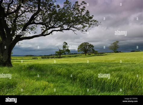 Lush Green Field Landscape Stock Photo Alamy