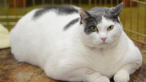 Heart Ailment Claims Fat Cat Whose Story Went Viral