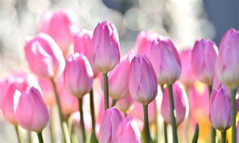 Pink Tulips Wallpaper 68 Images