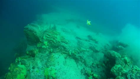 Amphipod Acanthogammarus Victorii Floats To The Bottom Lake Baikal