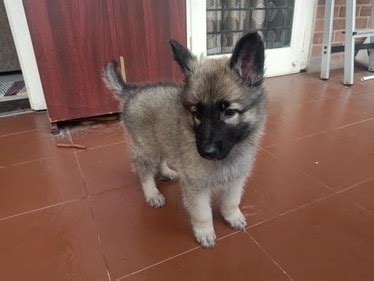 A sable german shepherd is one with different bands of color on one hair shaft. Silver Sable Colour German Shepherd Puppy For Sale in Chennai | PetButty