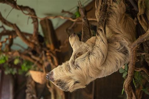 Baby Sloth Surprises Zookeepers With Speedy Birth Express And Star