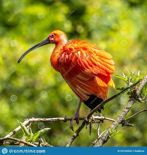 Scarlet Ibis Eudocimus Ruber Wildlife Animal In The Zoo Stock Image