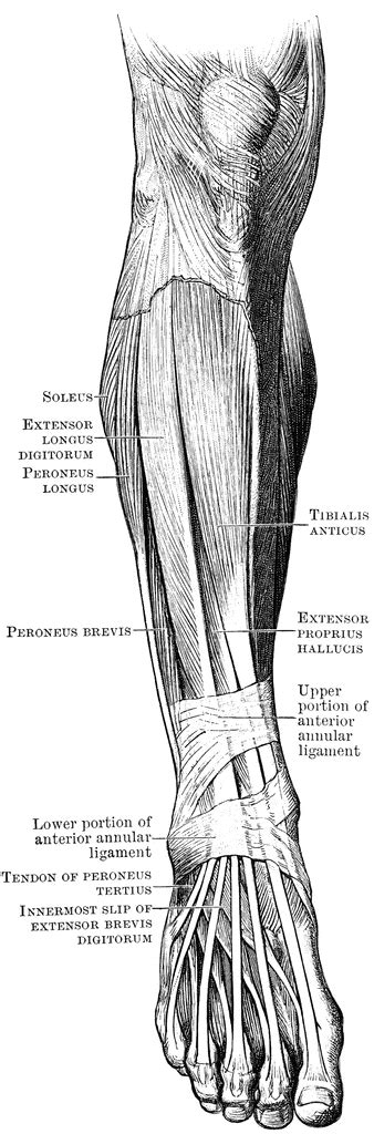 Front Muscles Of The Leg And Foot Clipart Etc