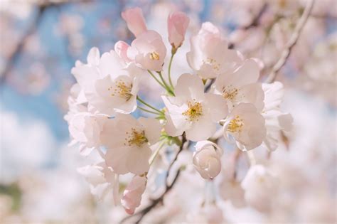 Free Images Branch Flower Petal Spring Flora Cherry Blossom