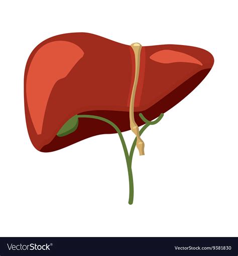Human Liver Icon In Cartoon Style Royalty Free Vector Image