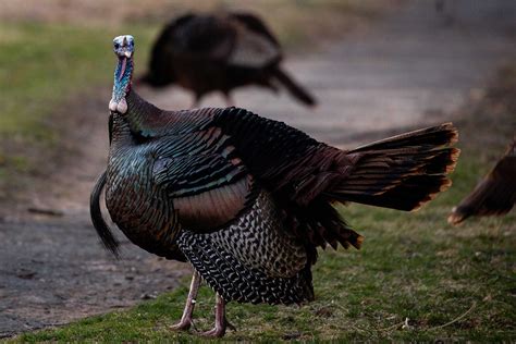 Why Are There So Many Wild Turkeys In Massachusetts Now Tufts Now