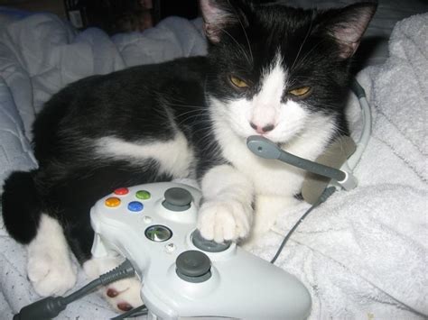 Gamer Cat Gamer Cat Cats Gaming Products