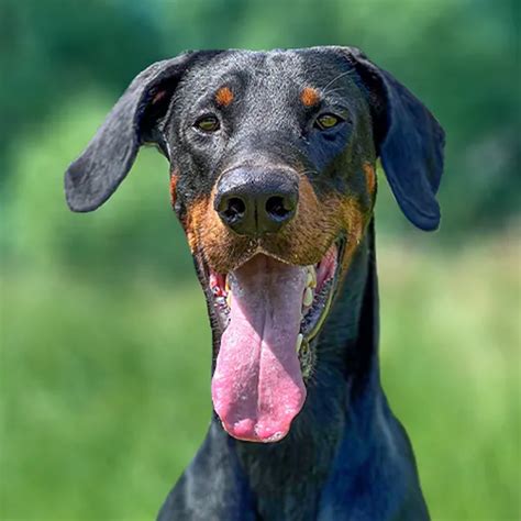 Doberman Weight Charts Life Expectancy Size And More
