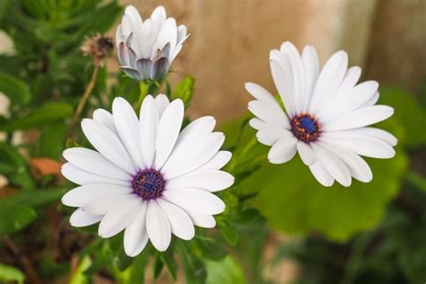 African Daisies Osteospermum Flower Types How To Grow And Care