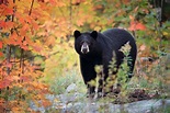 8 Surprising Facts About Black Bears